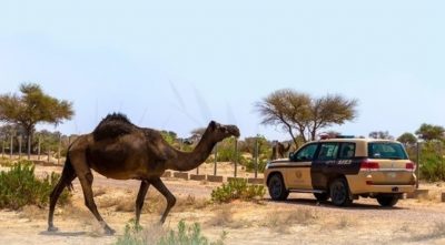“الأمن البيئي” تضبط مخالفًا لنظام البيئة لارتكابه مخالفة رعي بمحمية الملك سلمان الملكية