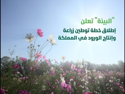 المملكة تُعلن توطين زراعة وإنتاج الورد