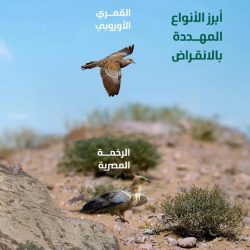 المديرية العامة لمكافحة المخدرات تقبض على (5) مواطنين بمنطقة الحدود الشمالية لترويجهم مادتي الإمفيتامين والحشيش