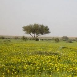 مهلة عام لتوثيق التصرفات العقارية السابقة لفرض الضريبة