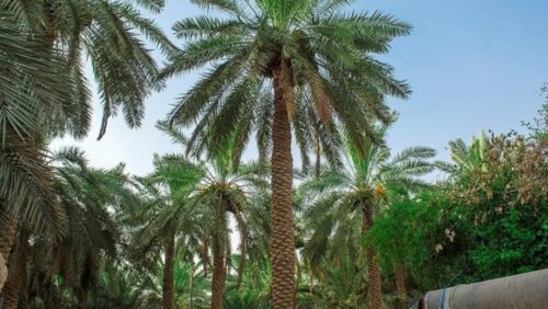 معادن تعلن اكتشافات جديدة للذهب والنحاس