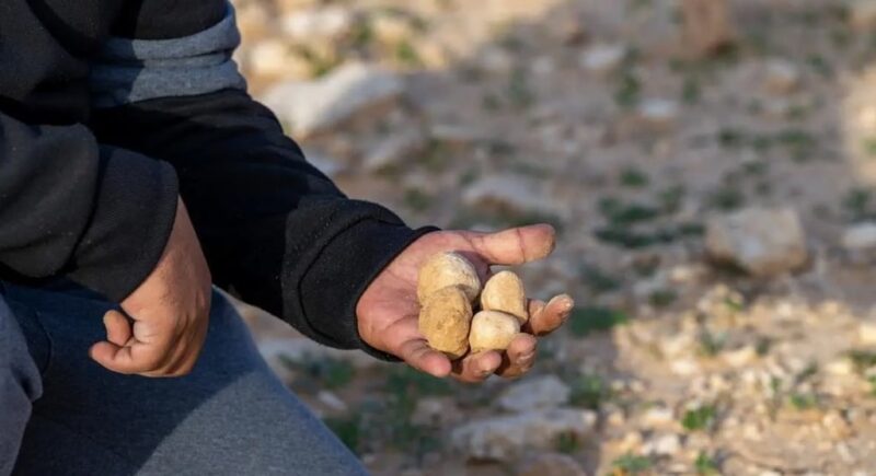 “الأمن البيئي” تحذ الباحثين عن “الفقع” من دخول المحميات وقطع المسيجات
