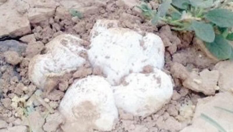 “حرس الحدود” يجدد تحذيره للباحثين عن “الفقع”: “ابتعدوا عن المناطق الحدودية”