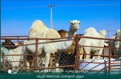 لحديثي التخرج.. «ساما»: بدء التسجيل في برنامج المهنيين الواعدين