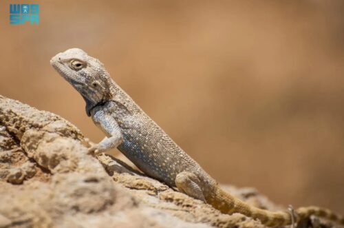 “هيئة النقل” تضبط خلال أسبوع “1334” مخالفًا لممارستهم نشاط نقل الركاب دون ترخيص