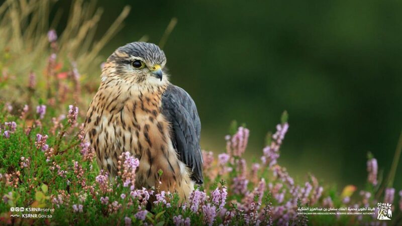 صقر اليؤيؤ في أحضان الطبيعة.. صورة توثّق غنى الحياة الفطرية بمحمية الملك سلمان