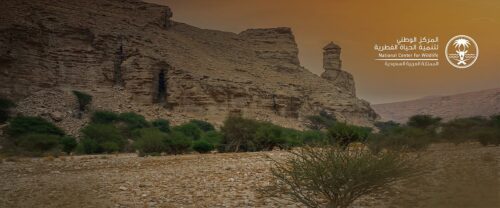 “البلديات والإسكان” تحدّث اشتراطات المسالخ الأهلية لرفع كفاءة التشغيل وجودة الخدمات