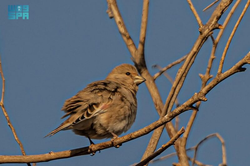 رصد طائر الحسون الصحراوي في منطقة الحدود الشمالية