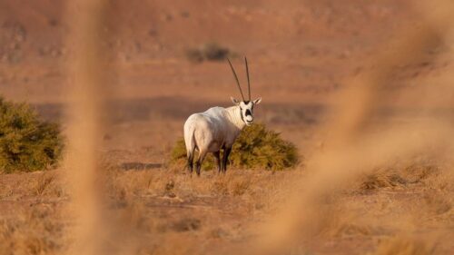 طقس المملكة الأربعاء.. أمطار رعدية وزخات من البرد ورياح نشطة على عدة مناطق
