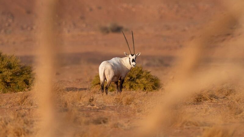 مشاهد حيّة توثق تكاثر المها العربي في محمية الملك سلمان الملكية