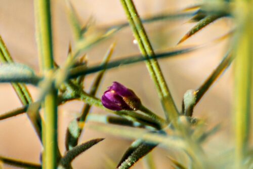 بالفيديو .. الطالبان محمد نجيدة وجهاد أيمن يقدمان بودكاست «قدوة» بمتوسطة وثانوية الوعد النموذجية