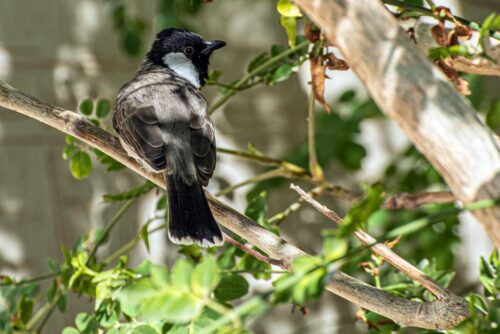 “المرور”: التوقف قبل ممر المشاة واجب لا خيار.. سلامتهم مسؤوليتك
