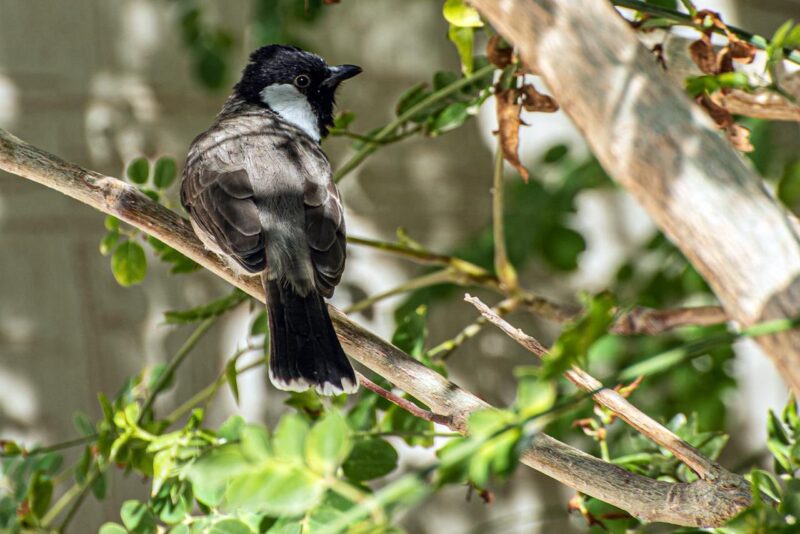 البلبل أبيض الخدّ.. نغمة الطبيعة المقيمة في سماء الحدود الشمالية