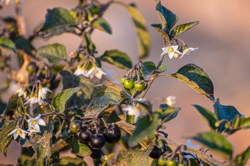 “عنب الذئب” يزهر في الحدود الشمالية ضمن الغطاء النباتي الموسمي