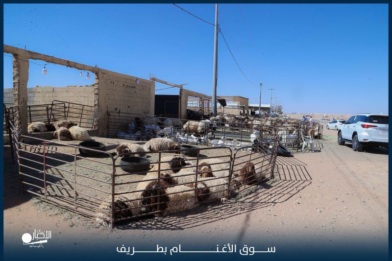 بالفيديو والصور.. سوق الأغنام بطريف يشهد وفرة في المعروض وإقبال متوسط استعدادًا لعيد الأضحى المبارك
