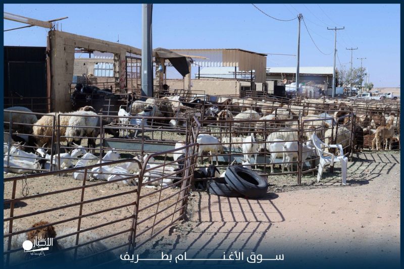 بالفيديو والصور.. سوق الأغنام بطريف يشهد وفرة في المعروض وإقبال متوسط استعدادًا لعيد الأضحى المبارك