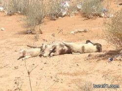 في افتتاح الموسم الكروي الجديد …الليث الشبابي بطلاً لكأس السوبر السعودي علي حساب الزعيم النصراوي بركلات الترجيح