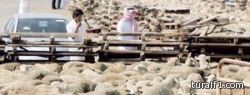 استيراد 468 ألف رأس من المواشي استعداداً لموسم الحج