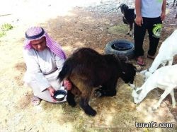 تيس يدر حليباً يثير الاستغراب في الامارات