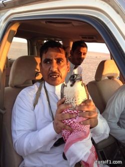 صيد شيهانه شرق طريف في منطقة المقنع