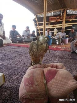 طرح شيهانة قرناسة صباح اليوم شرق طريف في منطقة عروس