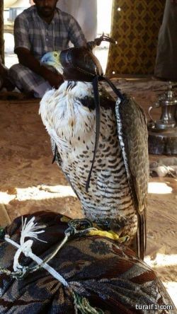 ناصر جابي الرويلي يحصل على البكالوريوس في ادارة الاعمال بتقدير ممتاز الف مبروك