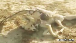 بالفيديو.. سعودي يصطاد ثعلباً بواسطة صقر