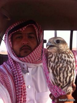 بالصور : أسعار طيور الحماد تقفز إلى أكثر من 200 ألف ريال بعد بيع طير فرخ بـ220 ألف ريال