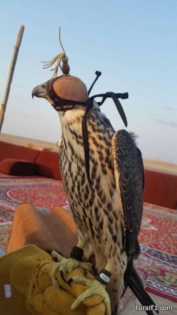 طرح فرخ شاهين شرق الشعيبة و بيعه مقابل 211 ألف ريال “صور”