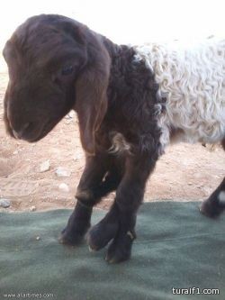 بالفيديو .. خروف بستة أرجل في عرعر