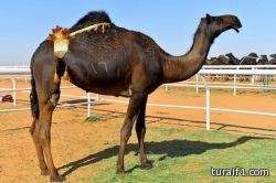 “العمل” تستهدف قطاع الذهب بـ 47 مدينة.. والحصيلة 63 مخالفاً