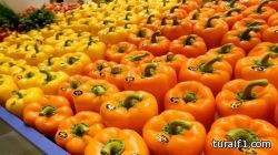 انفجار يستهدف المركز الثقافي الفرنسي في مدينة غزة