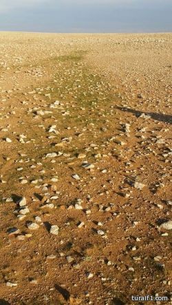 ظهور الباذر غرب عرعر يبشر أهالي المنطقة بفصل ربيعي باهر “صور”