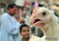 مصر تعلن عن وفاة الحالة العاشرة بانفلونزا الطيور