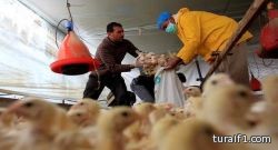 وفاة ستينية جراء إصابتها بأنفلونزا الطيور في مصر