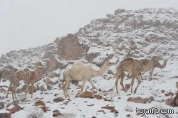 ‫الزعاق: بقي على بياع الخبل عباته شهر.. ونعيش موسماً انتقالياً