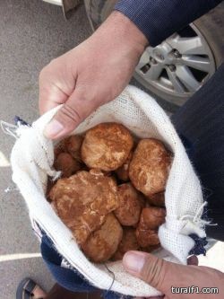 “اخبارية طريف” ترصد بالصور بيع الفقع في سوق الخضار وسط طريف ومواطنون يلتقطونه جنوب محافظة طريف