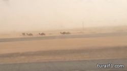 بالصور..اخبارية طريف تحذر المواطنين المسافرين على طريق القريات من الجمال السائبة