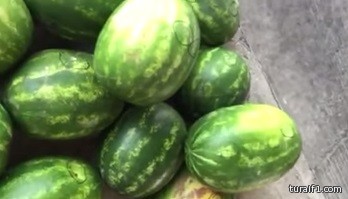 بلدية رفحاء تكشف نتائج الفحص المخبري لعينات البطيخ المشتبه به “الجح”