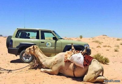 بالأسماء..تعليم الشمالية يعتمد نقل وتكليف 73 مدير ووكيل مدرسة