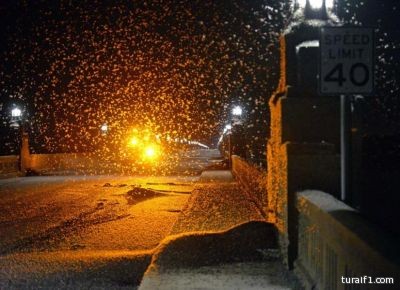 أسراب من ذباب مايو تتسبب في إغلاق جسر بأمريكا
