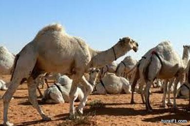 “اللجنة الدائمة للإفتاء” تفتي بمنع دخول الإبل للمشاعر وعدم ذبحها في الهدي والأضاحي والفدية