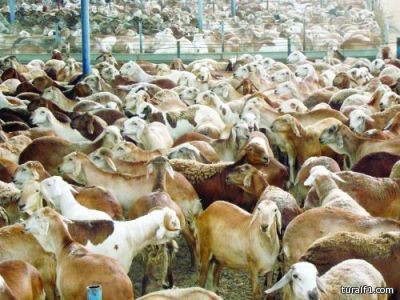 الهند تدرس طرد دبلوماسي سعودي بعد ادعاءات بإساءة معاملة خادمتيه