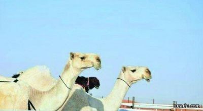 الإعلان عن تأجيل “مزاين أم رقيبة” لهذا العام.. مراعاة للمصلحة العامة