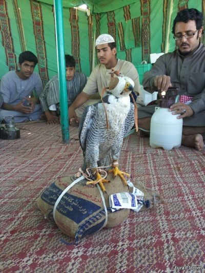 مع بداية موسم المقناص..اصطياد شيهانه شرق محافظة طريف