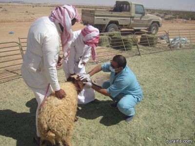 بالصور..زراعة القريات تطلق حملة إرشادية  ” تعرف على اضحيتك ” في سوق الماشية