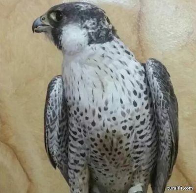 بالصور..طرح طير شاهين بكر فاخر بمنطقة ندفا جنوب حزم الجلاميد