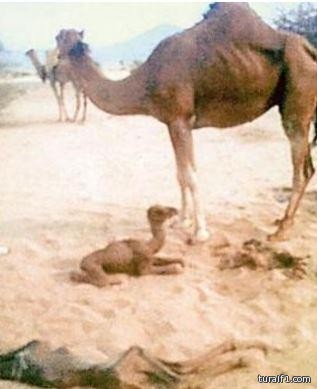 في حالة من النوادر .. ناقة تضع مولودين في بطن واحدة بمكة