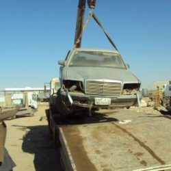 بالفيديو..شاب يجني كميات كبيرة من “الفقع” في محمية حرة الحرة