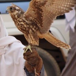 اللجنة المنظمة لمهرجان طريف الشعبي ومسابقة الصقور “4” تدعو الأهالي لحضور فعاليات مميزة غداً